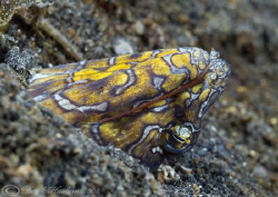 Napoleon snake eel. Lembeh straits. D200, 60mm. by Derek Haslam 